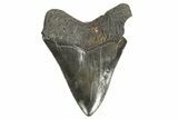 Serrated, Fossil Megalodon Tooth - South Carolina #340168-1